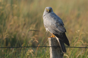  Field harrier