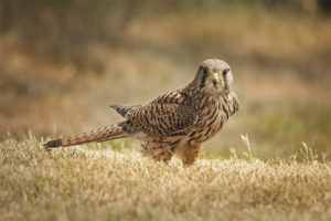  Kestrel