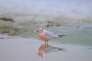  Pink seagull