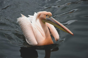  Pink Pelican