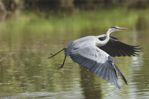  Garza gris