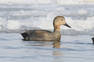  Pato gris