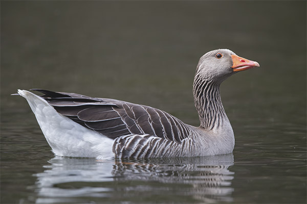  Grey goose