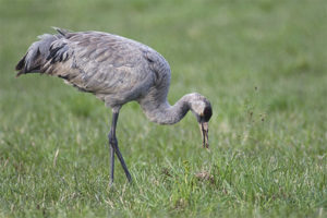  Grey Crane