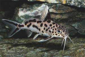  Catfish guguklu