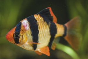  Sumatra Barbus