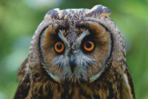  Eared owl