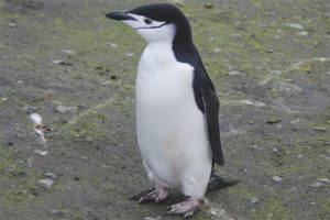  Antarktischer Pinguin