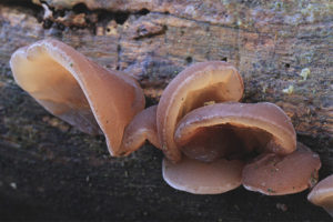  귀 모양 auricularia