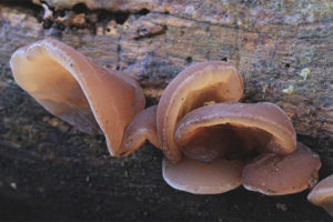  Ear-shaped auricularia