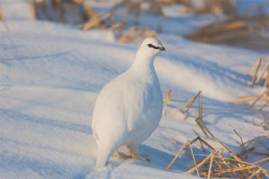  White partrids