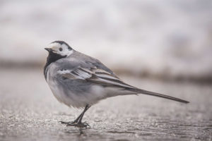  Lavandera blanca