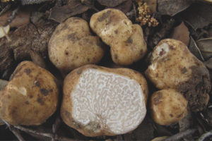  White truffle