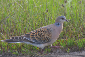  Big Dove