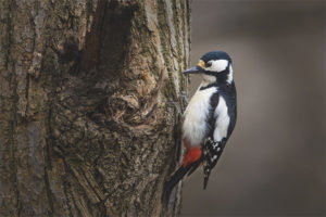  Great Spotted Woodpecker