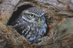  Little owl