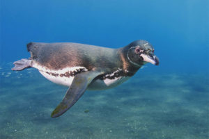  Galapagos penguin