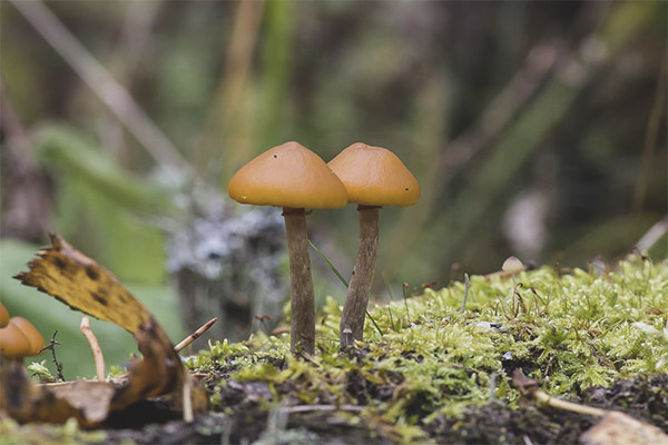 Galerina Bordered - a description of where the toxicity of the fungus