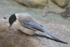  Blue magpie