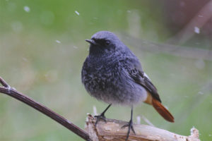  redstart hitam