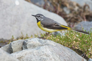  Wagtail de montaña