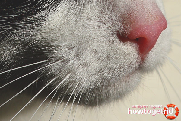 Bir Kedinin Kuru Bir Burnu Vardir Neden Ve Ne Yapmali