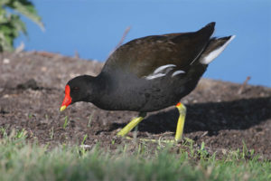  Moorhen