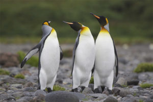  Regele Penguin