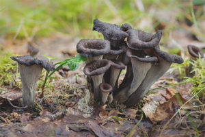  Chanterelle negro