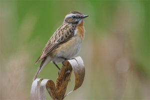  whinchat