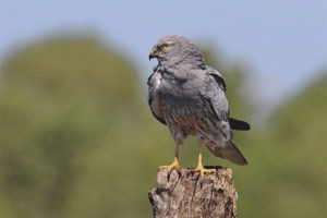  Meadow harrier