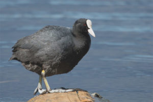  Coot