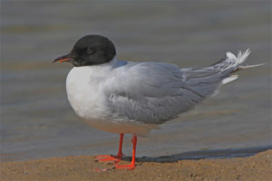  Pequeña gaviota