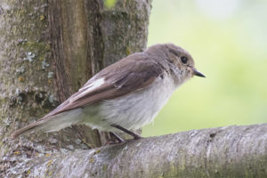  Pied Fliegenschnäpper