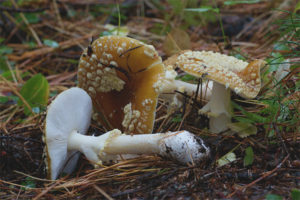  Amanita Real