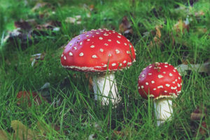  Amanita red