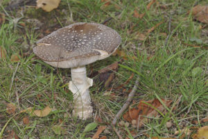  Amanita pantera