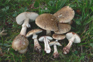  Amanita ชนวนสีชมพู