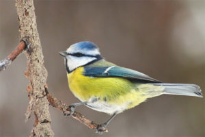  Tit azul común