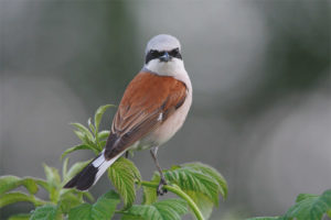  Karaniwang Shrike