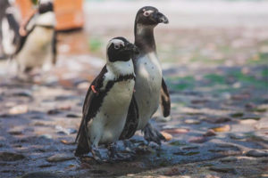  Nakamamanghang Penguin