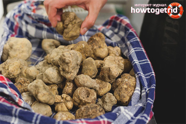  Pemprosesan utama dan penyediaan truffle putih