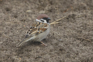  Fält Sparrow