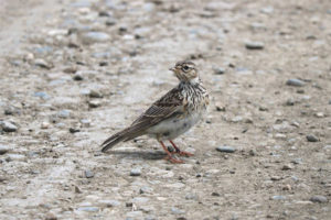  Field lark