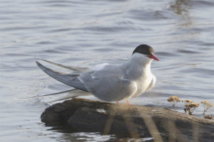  Arctic tern