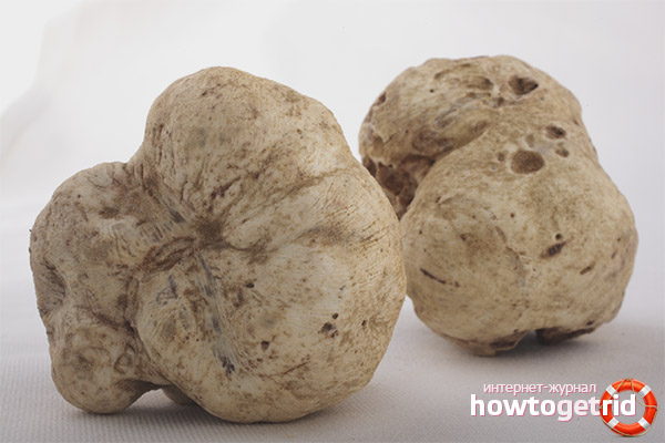  Manfaat dan kemudaratan truffle putih