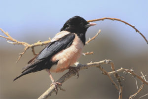  Pink starling