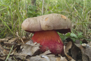  Satanikong mushroom