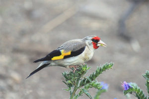  Grauköpfiger Goldfinch