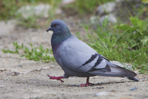  Rock dove